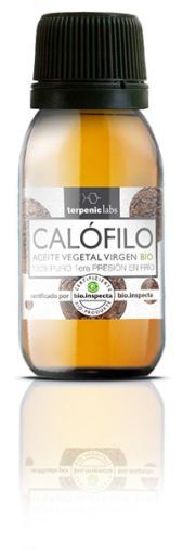 Calophyllum Vegetable Oil